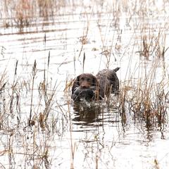 Ruby - Boykin Spaniel