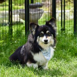 Blackberry - Pembroke Welsh Corgi