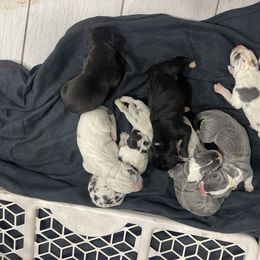 Great Dane Puppies from RP DANES