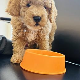 Cavapoo, Cockapoo, Goldendoodle, and Maltipoo Puppies from Perdue Puppies