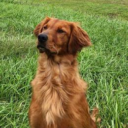 Goose - Golden Retriever