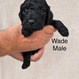 Wade - Black male Poodle puppy in Woodleaf, North Carolina from Circle T Ranch K9s