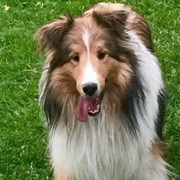 Shetland Sheepdogs from Salt City Shelties