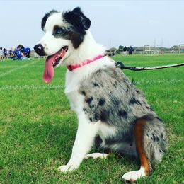 Miniature Australian Shepherd and Toy Australian Shepherd All Grown Up from 2Lazy2P Mini Aussies