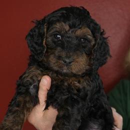 Macaroon (Green collar) - Black female Goldendoodle puppy in Seattle, Washington from Dream Lake Doodles