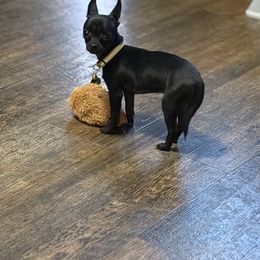 Raven - Chihuahua