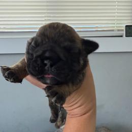 Boy 3 - Brindle male Bulldog puppy in Hobe Sound, Florida from Amanda’s Bullies
