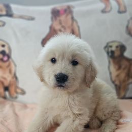 Male pup 4 - Golden male Golden Retriever puppy in Los Angeles, California from Sea Air Goldens