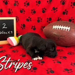 Stripes - Black and white male Sheepadoodle puppy in Glen Rose, Texas from Clevenger’s Sheepadoodle Fur Baby Farm