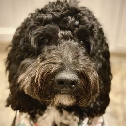 Bella  - Goldendoodle
