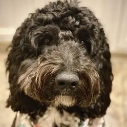 Bella  - Goldendoodle