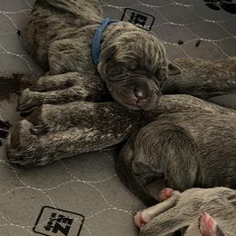 Blue - Gray brindle male Cane Corso puppy in Briggs, Texas from Capital City Corso’s