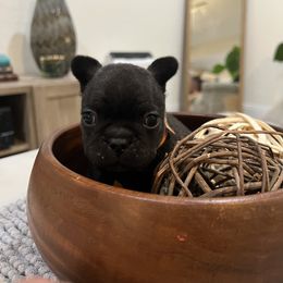 French Bulldog Puppies from Desert Madness Frenchies