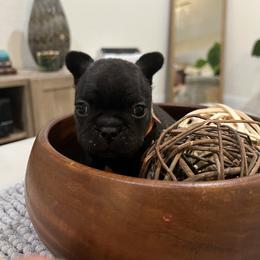 French Bulldog Puppies from Desert Madness Frenchies