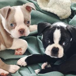 Boston Terrier Puppies from Blue House Bostons