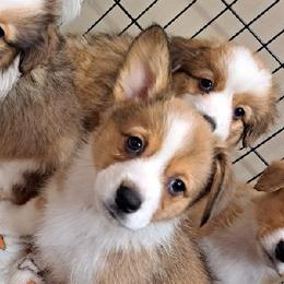 American Corgis and Pembroke Welsh Corgis from Triple B Bayou Corgis
