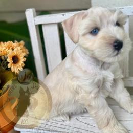 Miniature Schnauzer Puppies from Crown Schnauzers KC