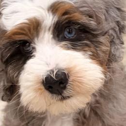 Aussiedoodles, Bernedoodles, Goldendoodles, and Poodles from Korbella Farm