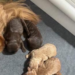 Bowser - Chocolate male Goldendoodle puppy in Washougal, Washington from Sandy Creek Bernedoodles
