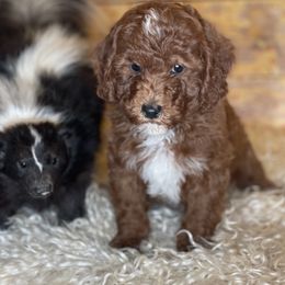 Bernedoodle, Goldendoodle, and Poodle Puppies from Bells Poodles n Doodles