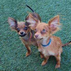 Blue boy - Russian Toy puppy from Chenier Russian toys