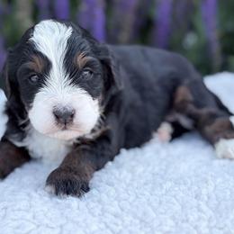 Rio - Tri-color male Bernedoodle puppy in Fleming, Colorado from Vandenbark Doodles