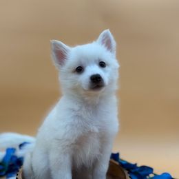 Happiness - White female American Eskimo Dog puppy in Valrico, Florida from Shadow Kennels