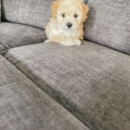Bichon Frise and Cockapoo Puppies from The Perks of Pups