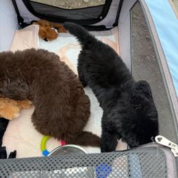 Big Brown Boy - Brown male Newfoundland puppy in Squaw Valley, California from Bear Mountain