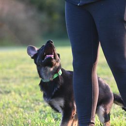 German Shepherd and Golden Retriever Puppies from Dream Dogs