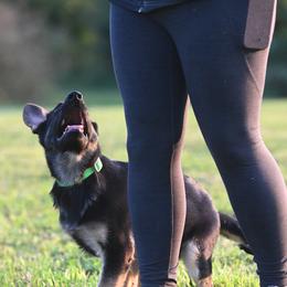 German Shepherd and Golden Retriever Puppies from Dream Dogs
