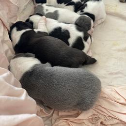Boston Terrier Puppies from Boston Terrier Besties