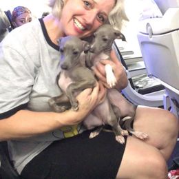 Basenji and Italian Greyhound Puppies from Khani's Basenjis and Italian Greyhounds