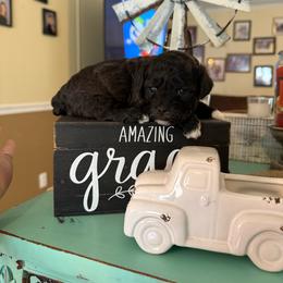 Black and white Boy - Black and white male Shihpoo puppy in Cottondale, Florida from Pat’s precious puppies