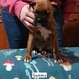 Sammy - Brindle male Boxer puppy in Cannon Falls, Minnesota from Pattys Boxers and Bulldogs