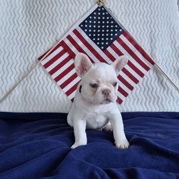 Sassy - White female French Bulldog puppy in Cañon City, Colorado from Terri Geiser-Gilchrist