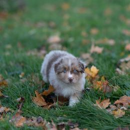 Australian Shepherd Puppies from McDonald Farm's Australian Shepherds