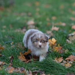 Australian Shepherd Puppies from McDonald Farm's Australian Shepherds