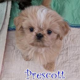 Prescott - Cream and white male Shih Tzu puppy in Surprise, Arizona from Arizona Shih Tzu