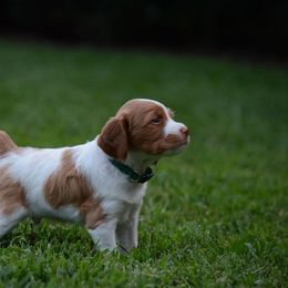 Brittany Puppies from Lakeview Brittanys