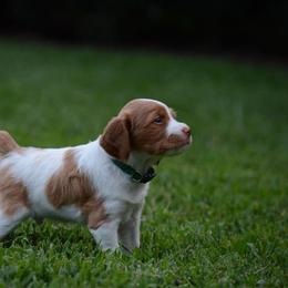 Brittany Puppies from Lakeview Brittanys