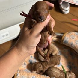 Twinkle - Red  female Poodle puppy in Picayune, Mississippi from JEN's Poodles
