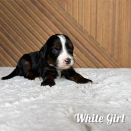 White girl - Tri-color female Bernedoodle puppy in Modesto, California from Two Doods Doodles