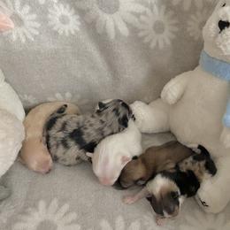 Pomeranian puppies from Highlander Pomeranians