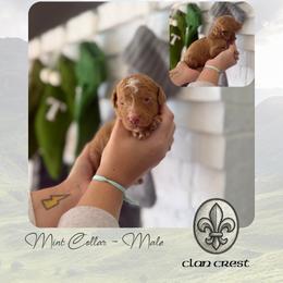 Clan Crest - Mint Collar - Apricot male Goldendoodle puppy in Garland, Texas from Twilight Doodles
