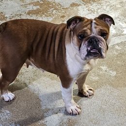 Mariana - Bulldog