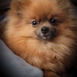 Koko - Pomeranian