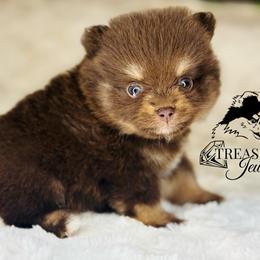 Pomeranian Puppies from Treasured Jewels Pomeranians