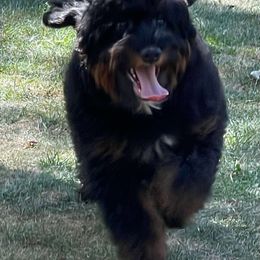 Logan - Goldendoodle puppy from Keepsake Doodles