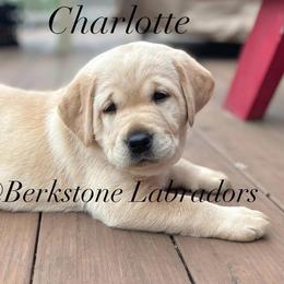 Charlotte - Yellow female Labrador Retriever puppy in Harrisburg, Pennsylvania from Berkstone Labradors
